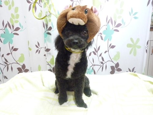 http://pet.e6.valueserver.jp/blog/P1130461.jpg