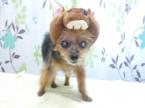 http://pet.e6.valueserver.jp/blog/P1130486.jpg