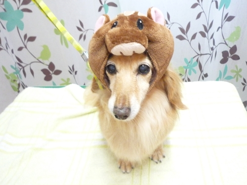 http://pet.e6.valueserver.jp/blog/P1130513.jpg