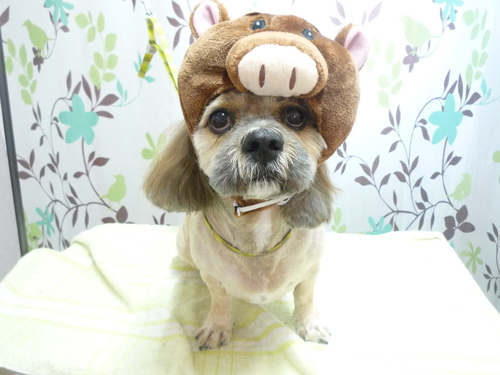 http://pet.e6.valueserver.jp/blog/P1130516.jpg