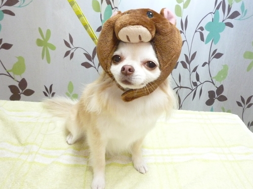 http://pet.e6.valueserver.jp/blog/P1130521.jpg