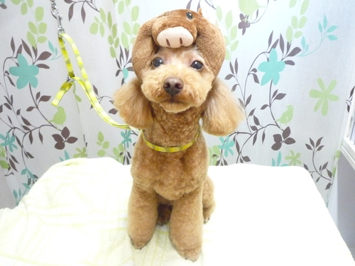 http://pet.e6.valueserver.jp/blog/P1130525.jpg