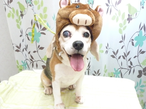 http://pet.e6.valueserver.jp/blog/P1130532.jpg