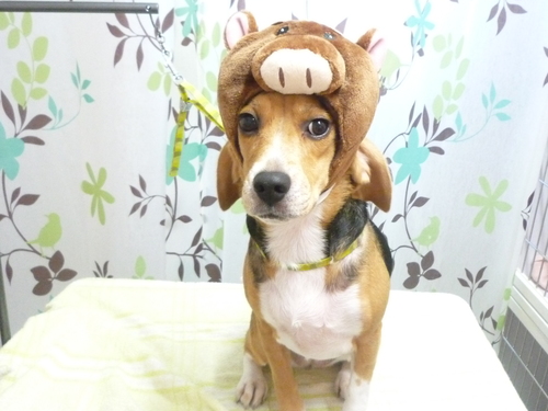 http://pet.e6.valueserver.jp/blog/P1130537.jpg