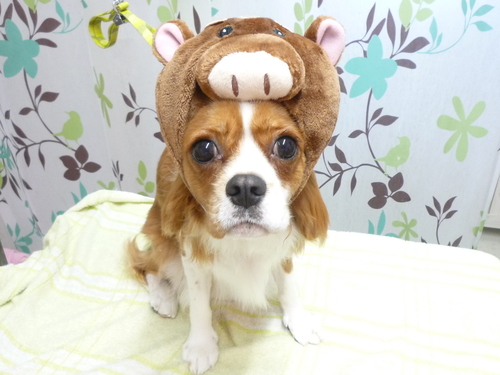 http://pet.e6.valueserver.jp/blog/P1130541.jpg