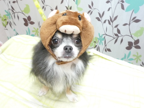 http://pet.e6.valueserver.jp/blog/P1130556.jpg
