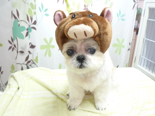http://pet.e6.valueserver.jp/blog/P1130567.jpg