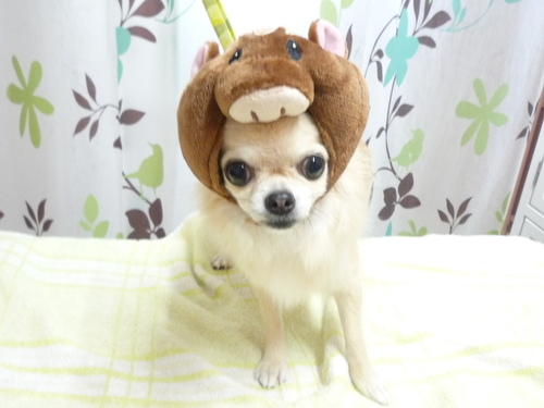 http://pet.e6.valueserver.jp/blog/P1130572.jpg