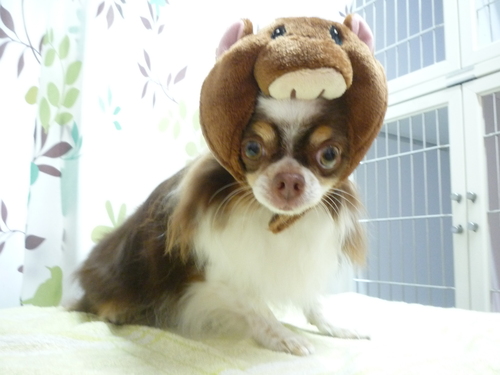 http://pet.e6.valueserver.jp/blog/P1130579.jpg