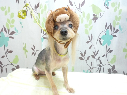 http://pet.e6.valueserver.jp/blog/P1130596.jpg