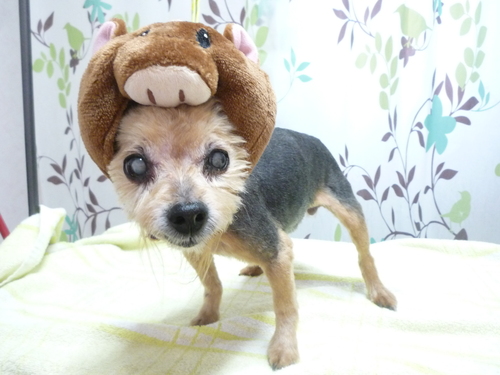 http://pet.e6.valueserver.jp/blog/P1130599.jpg
