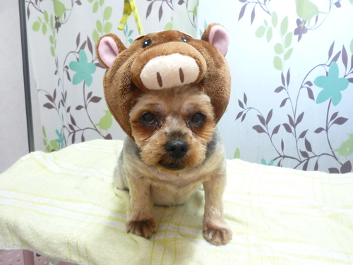 http://pet.e6.valueserver.jp/blog/P1130632.jpg