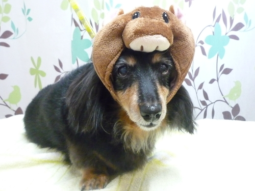 http://pet.e6.valueserver.jp/blog/P1130655.jpg