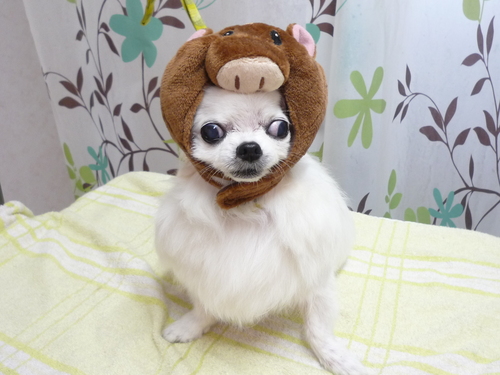 http://pet.e6.valueserver.jp/blog/P1130660.jpg