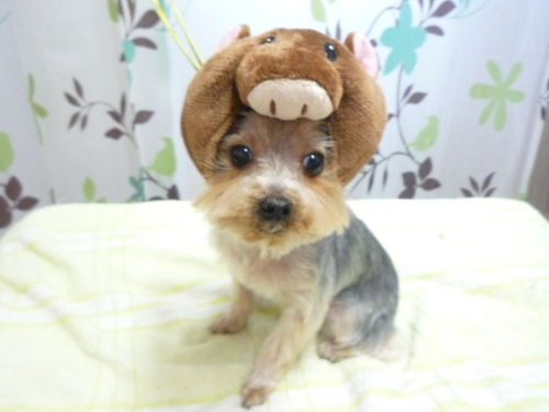 http://pet.e6.valueserver.jp/blog/P1130677.jpg