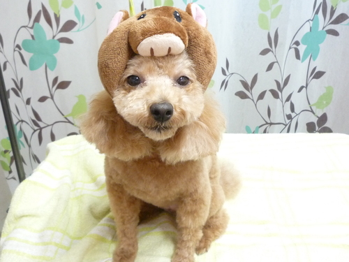 http://pet.e6.valueserver.jp/blog/P1130683.jpg