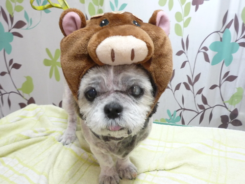http://pet.e6.valueserver.jp/blog/P1130696.jpg