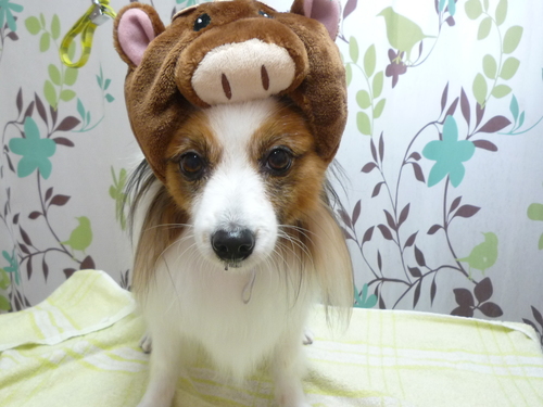 http://pet.e6.valueserver.jp/blog/P1130703.jpg