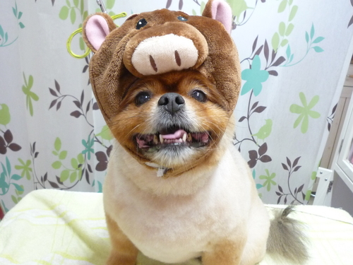 http://pet.e6.valueserver.jp/blog/P1130704.jpg