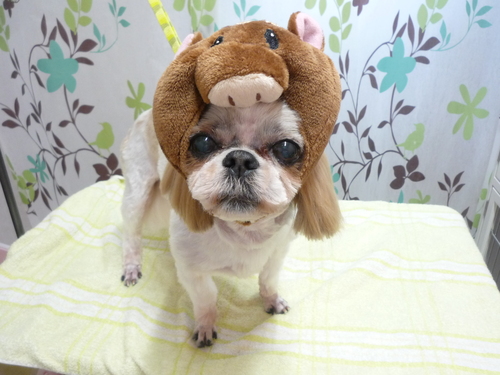 http://pet.e6.valueserver.jp/blog/P1130707.jpg