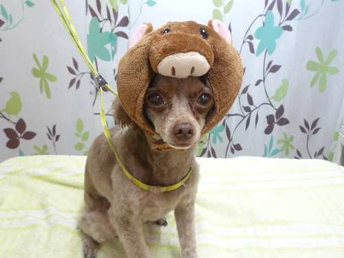 http://pet.e6.valueserver.jp/blog/P1130713.jpg