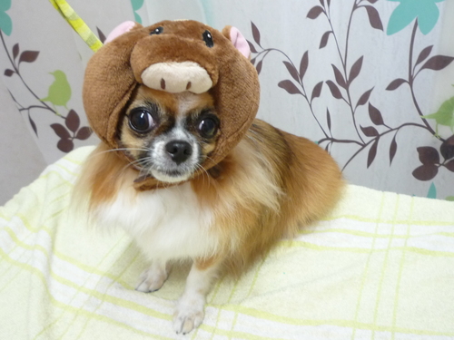 http://pet.e6.valueserver.jp/blog/P1130728.jpg