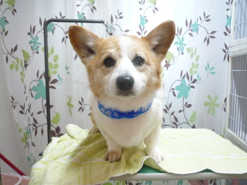 http://pet.e6.valueserver.jp/blog/P1140099.jpg