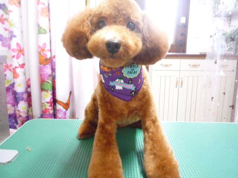 http://pet.e6.valueserver.jp/blog/P1150529.jpg