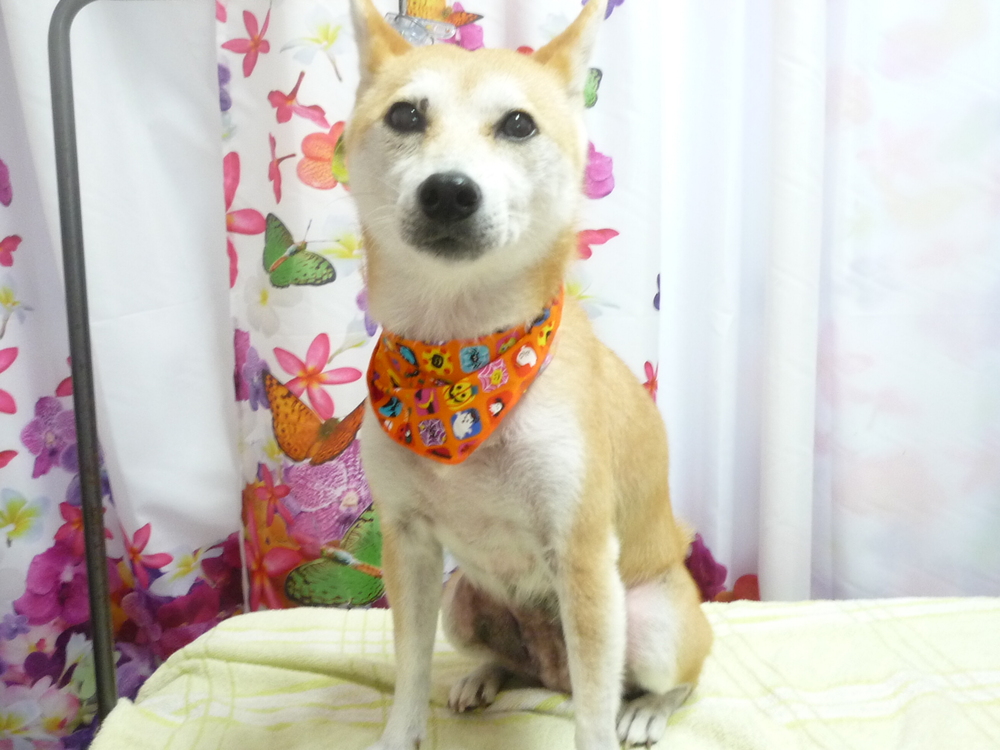 http://pet.e6.valueserver.jp/blog/P1150530.jpg