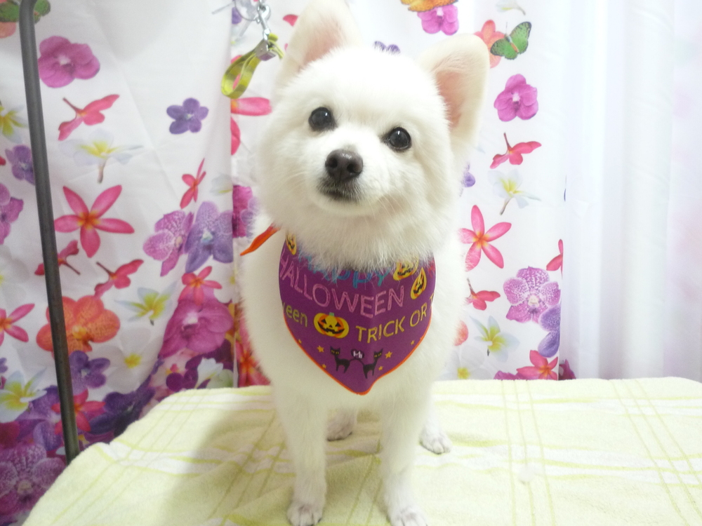 http://pet.e6.valueserver.jp/blog/P1150531.jpg