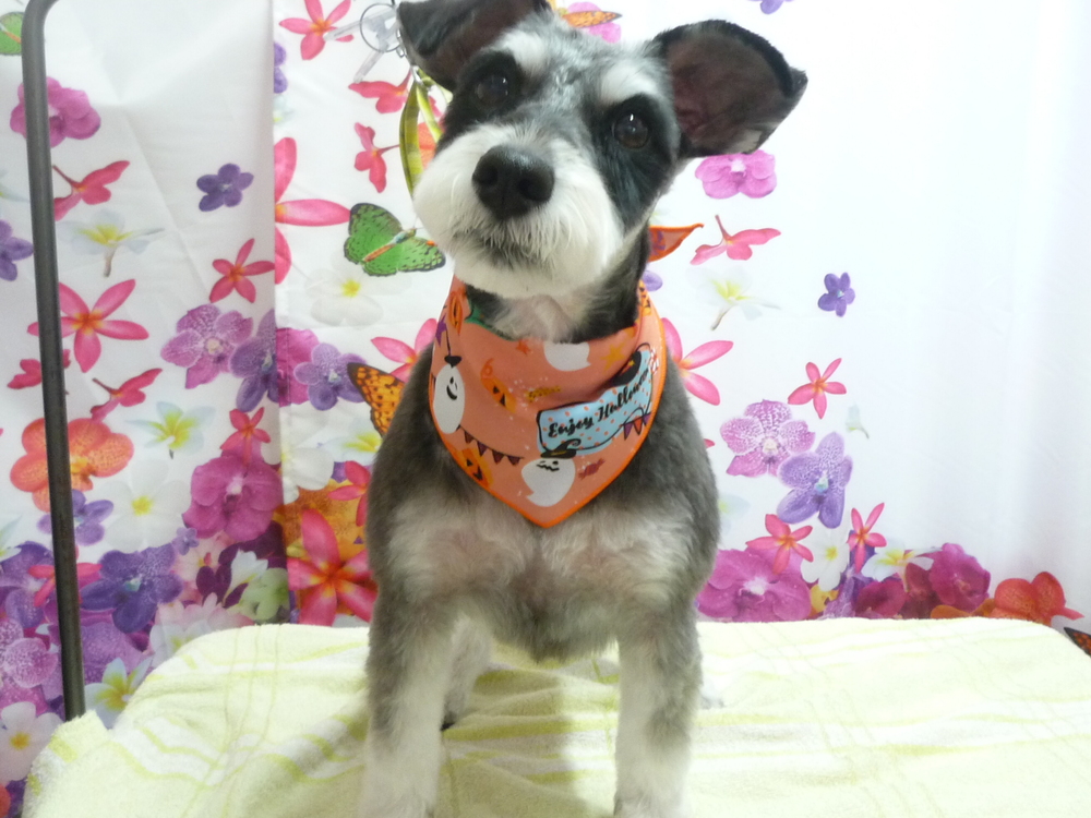 http://pet.e6.valueserver.jp/blog/P1150533.jpg