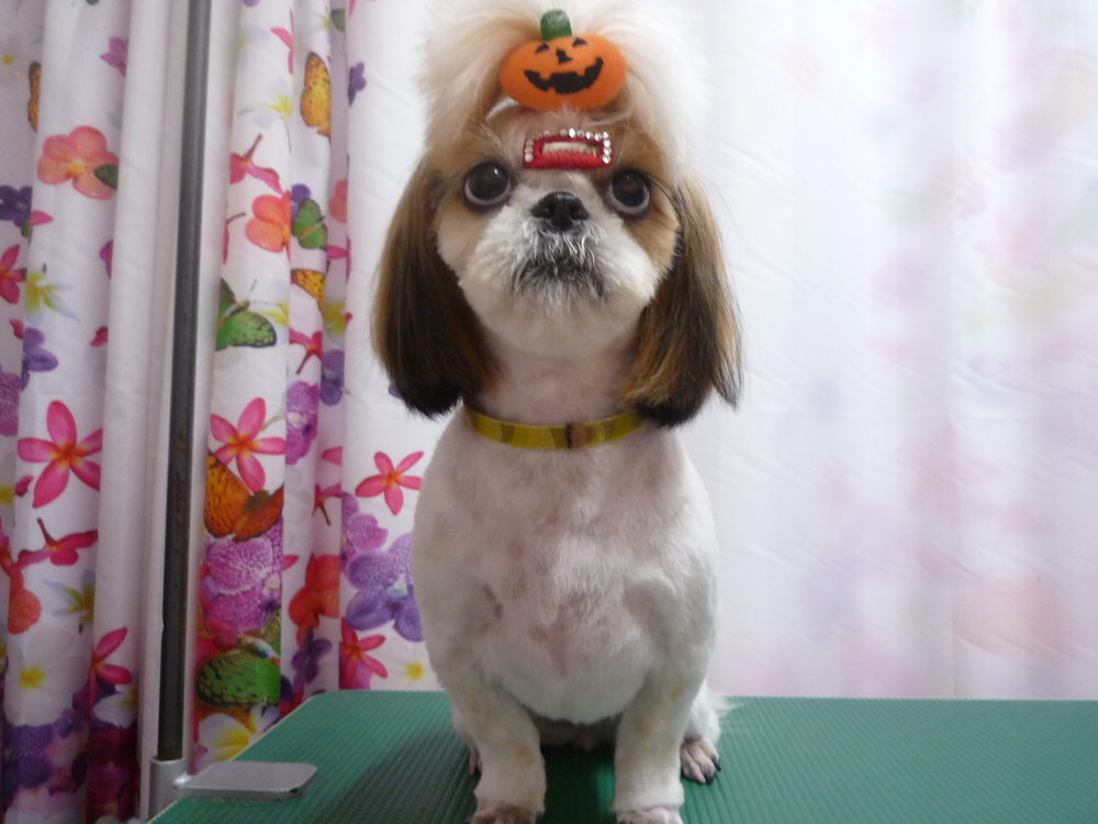 http://pet.e6.valueserver.jp/blog/P1150543.jpg