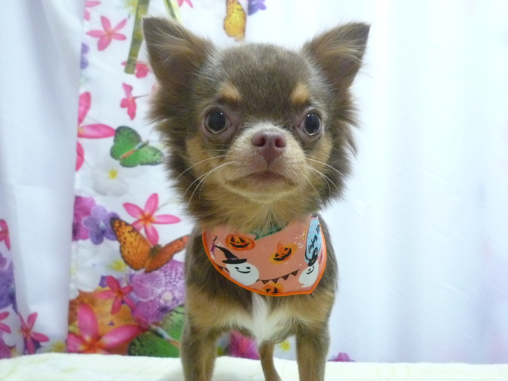 http://pet.e6.valueserver.jp/blog/P1150545.jpg