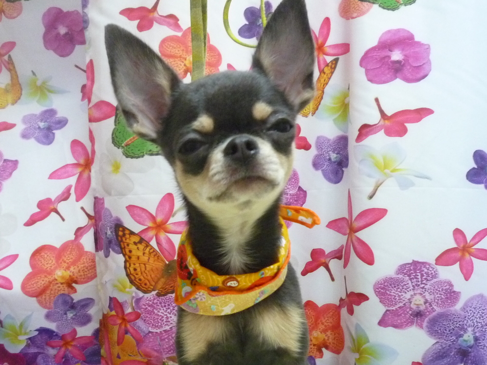 http://pet.e6.valueserver.jp/blog/P1150552.jpg